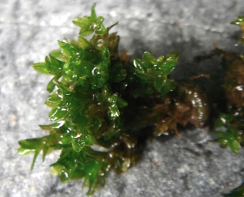 Wideleaf Crumia Moss photo 3