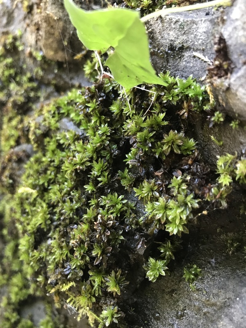 Wideleaf Crumia Moss photo 4