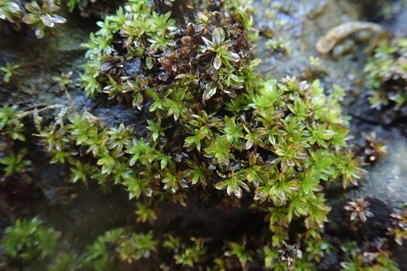 Wideleaf Crumia Moss photo 5
