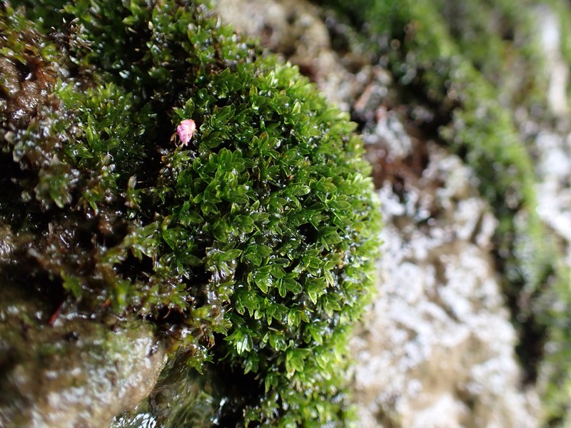 Wideleaf Crumia Moss photo 6