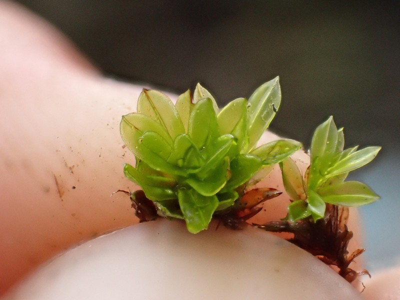 Wideleaf Crumia Moss photo 7