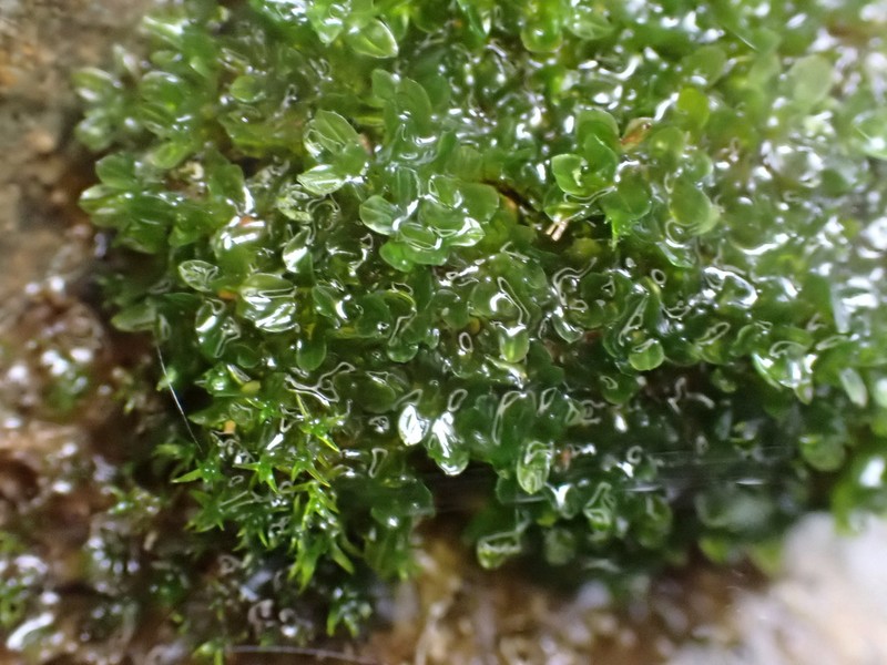 Wideleaf Crumia Moss photo 8
