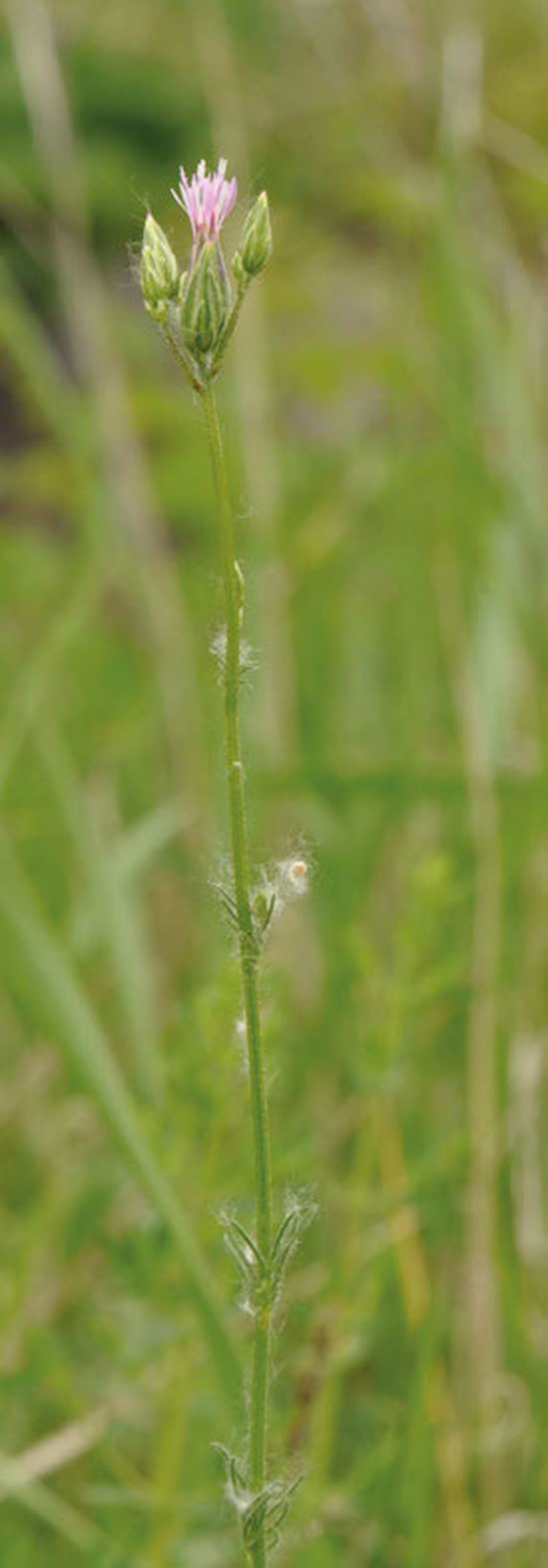 Common Crupina photo 4