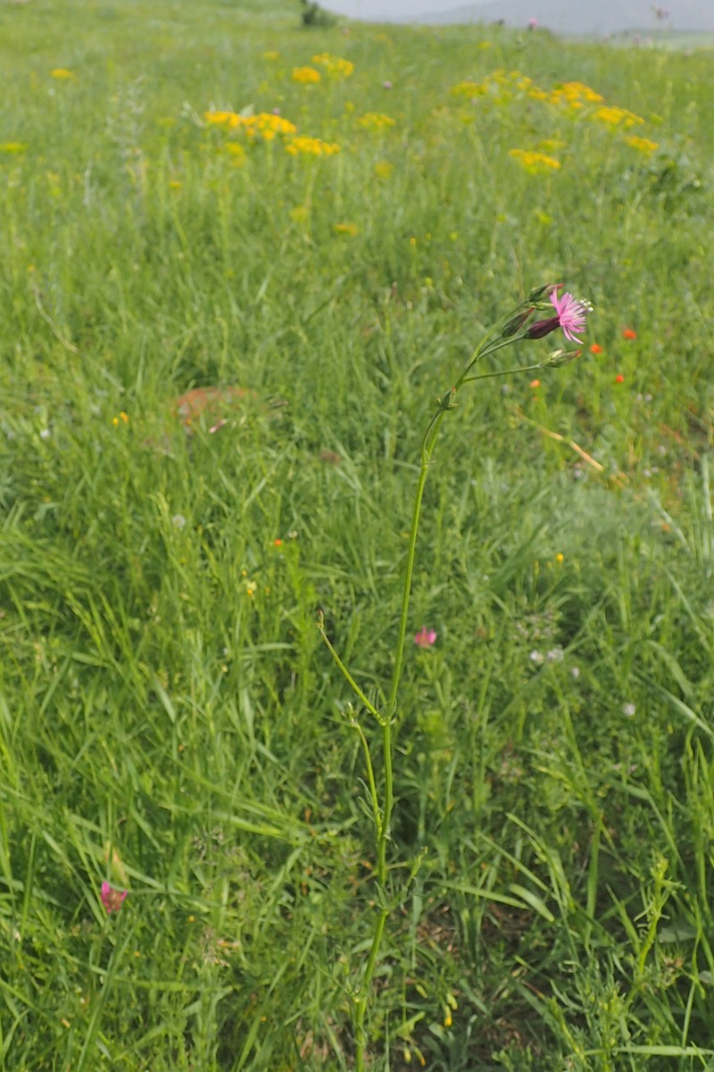 Common Crupina photo 2
