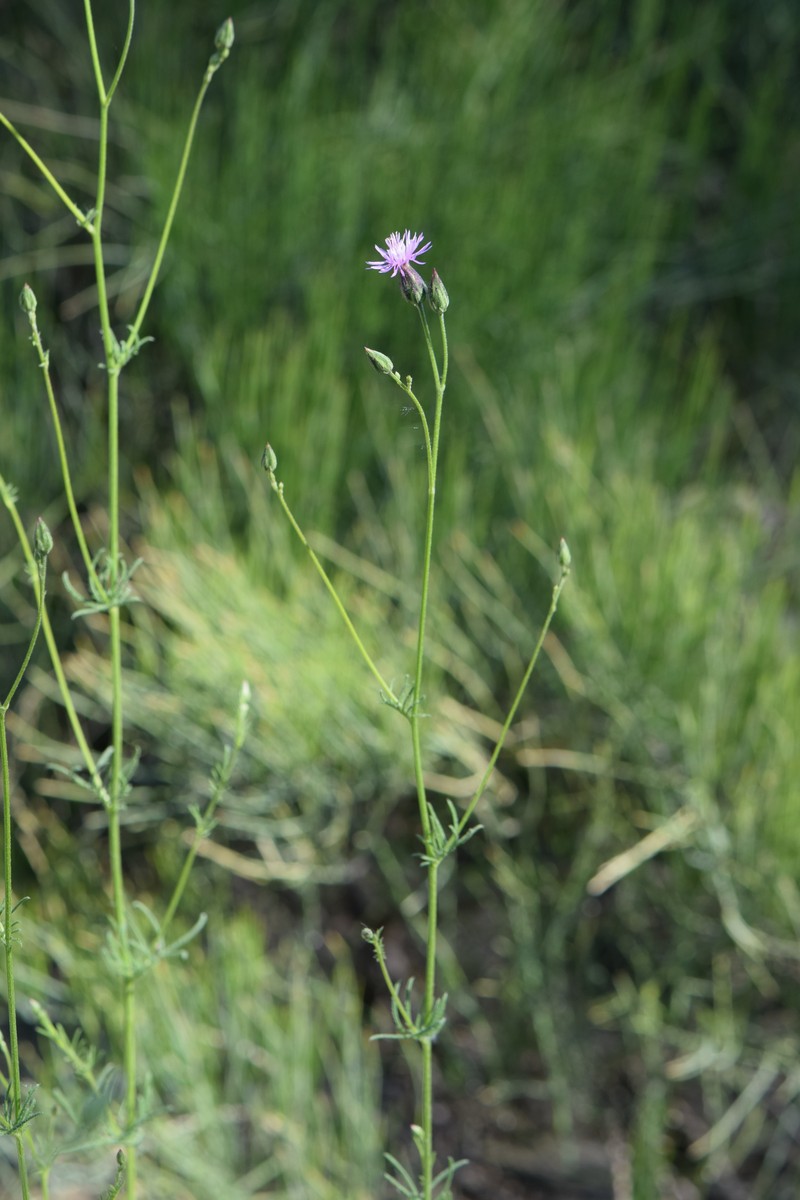 Common Crupina photo 3