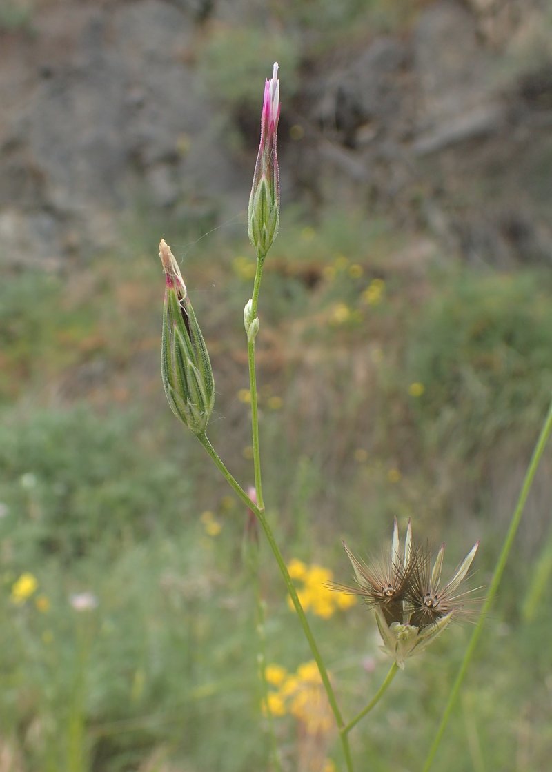 Common Crupina photo 5