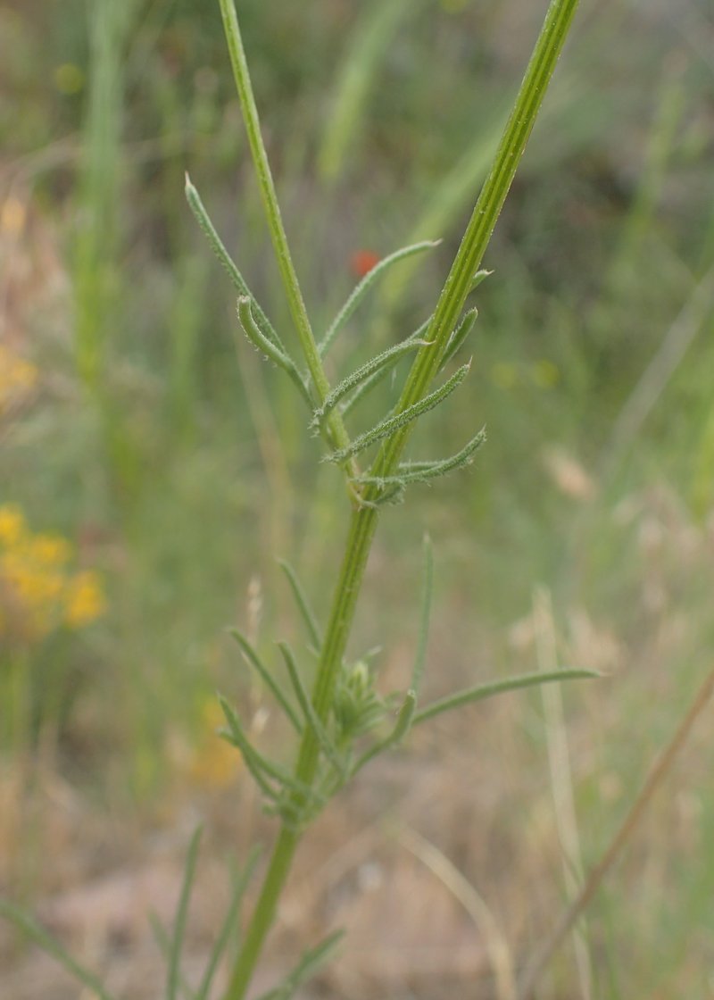 Common Crupina photo 6