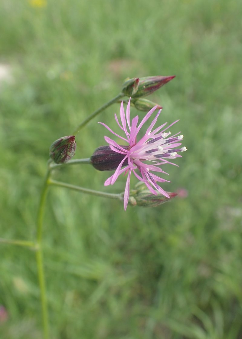 Common Crupina photo 7