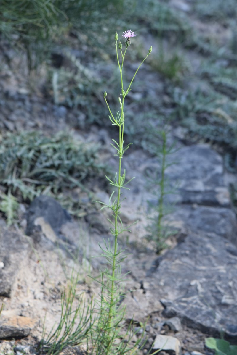 Common Crupina photo 8