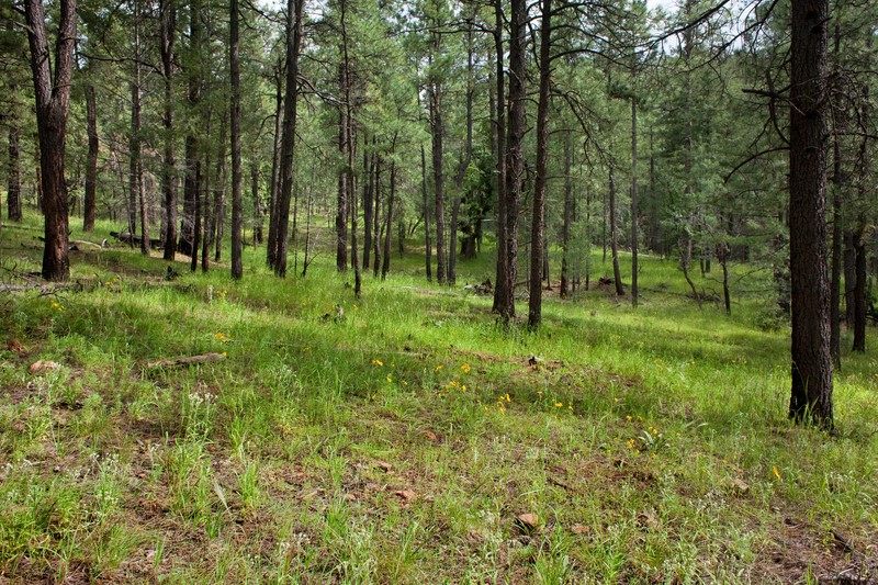 Mountain Saucerflower