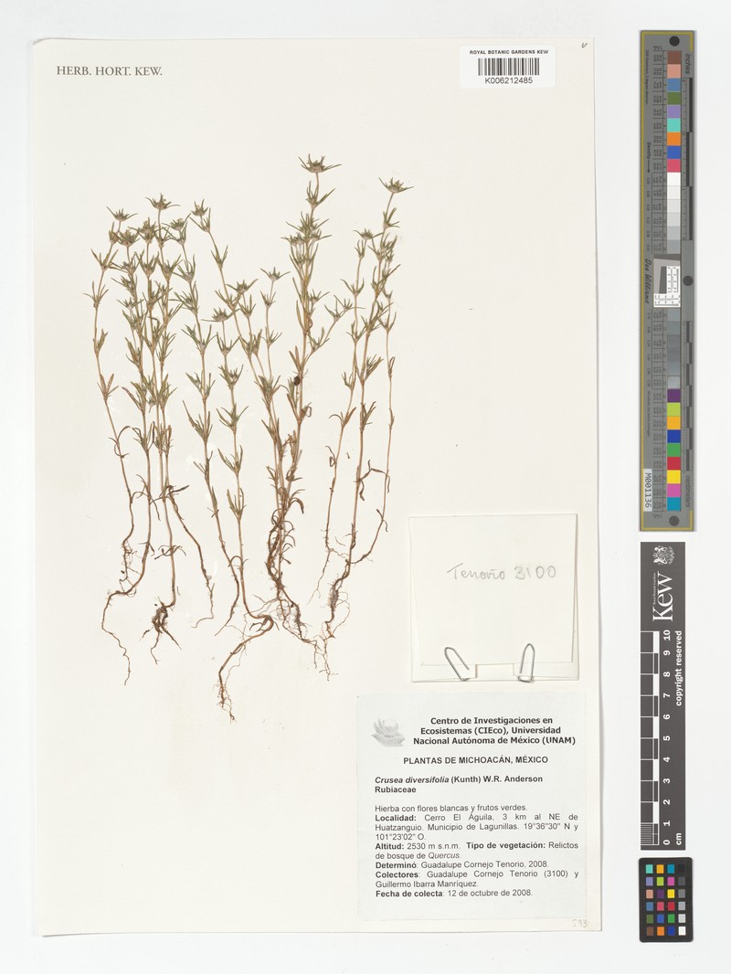 Mountain Saucerflower