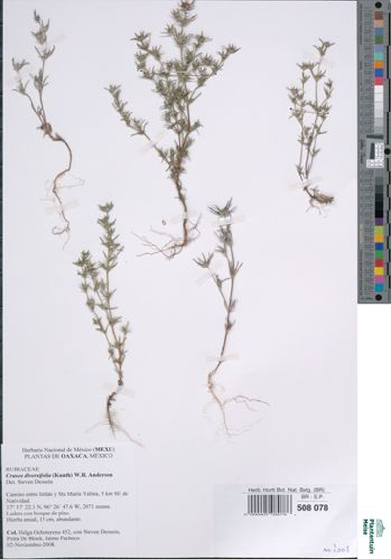 Mountain Saucerflower photo 2