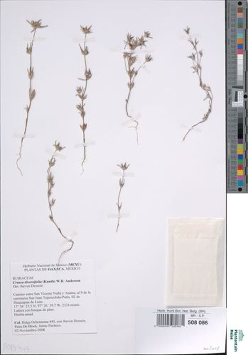 Mountain Saucerflower photo 3