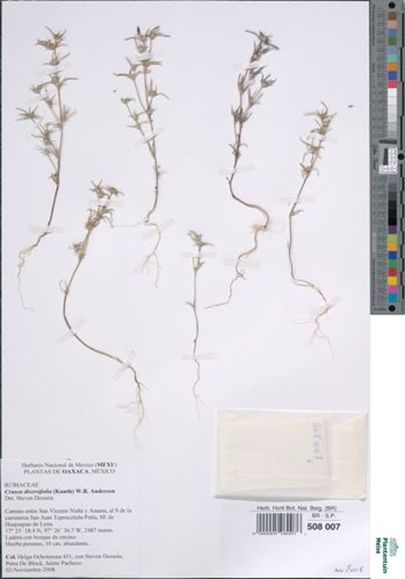 Mountain Saucerflower photo 4