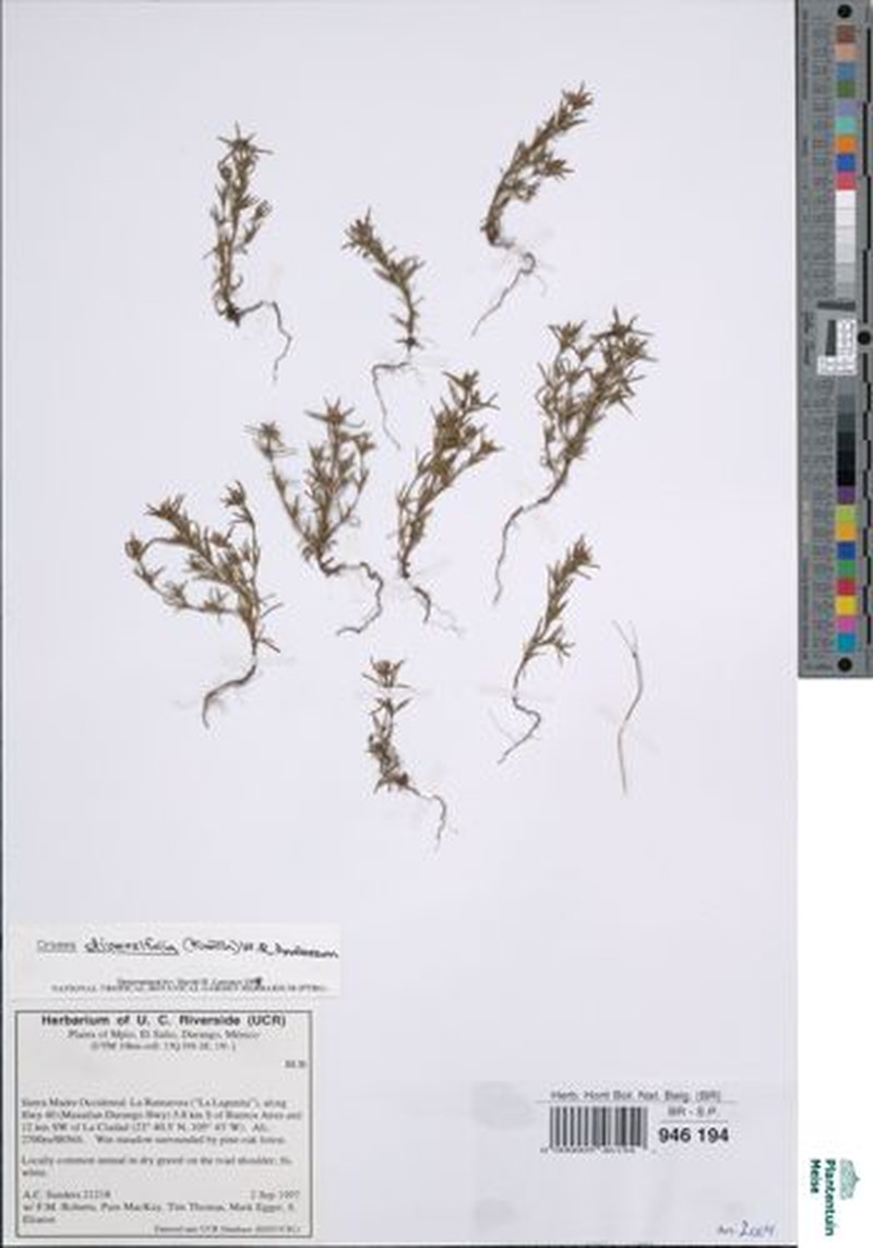 Mountain Saucerflower photo 6