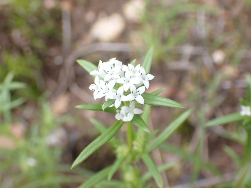 Crusea simplex