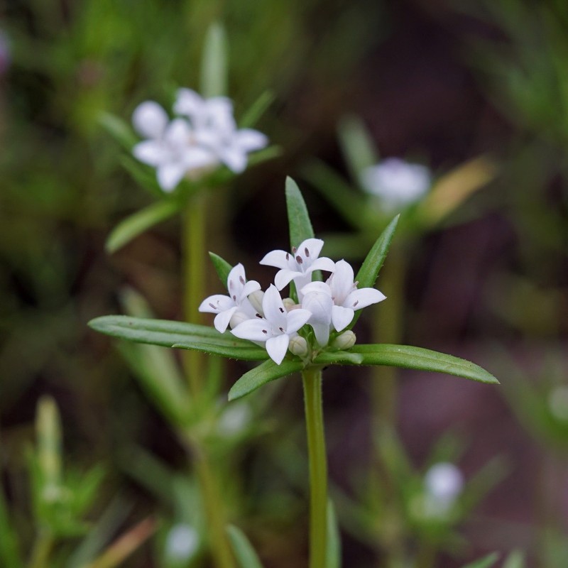 Crusea simplex photo 2