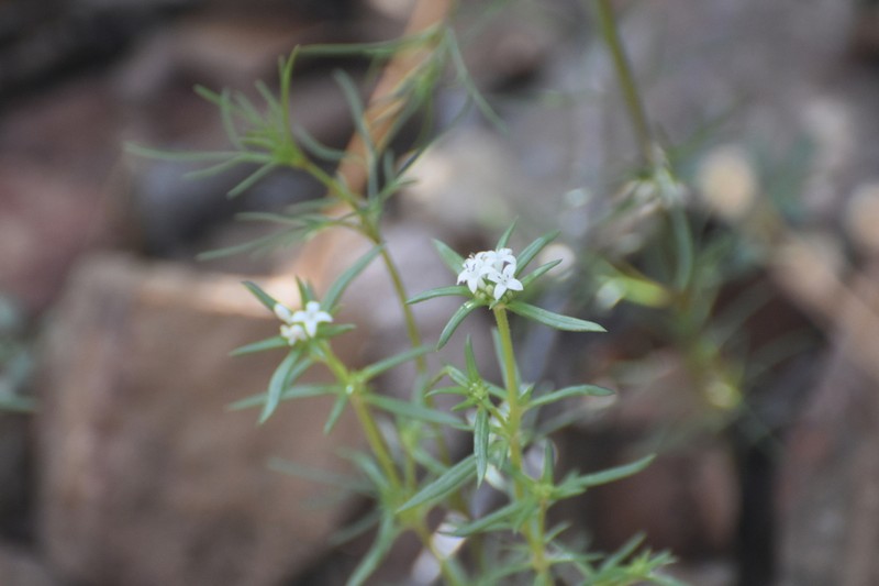 Crusea simplex photo 4
