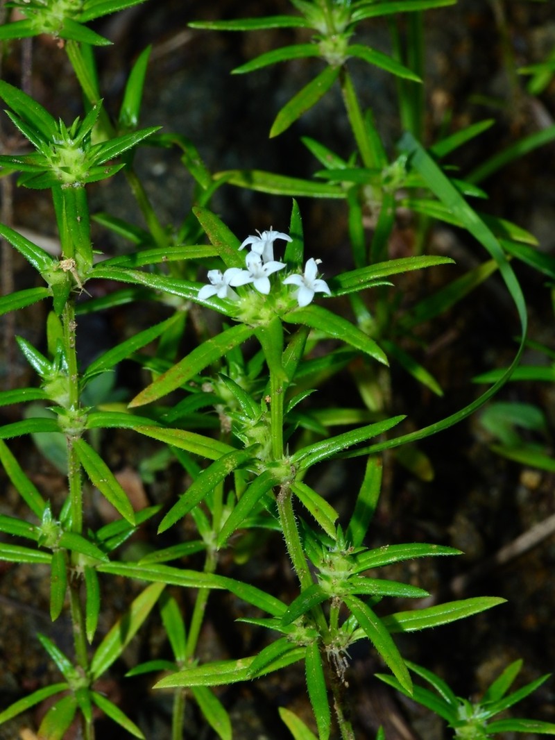Crusea simplex photo 5