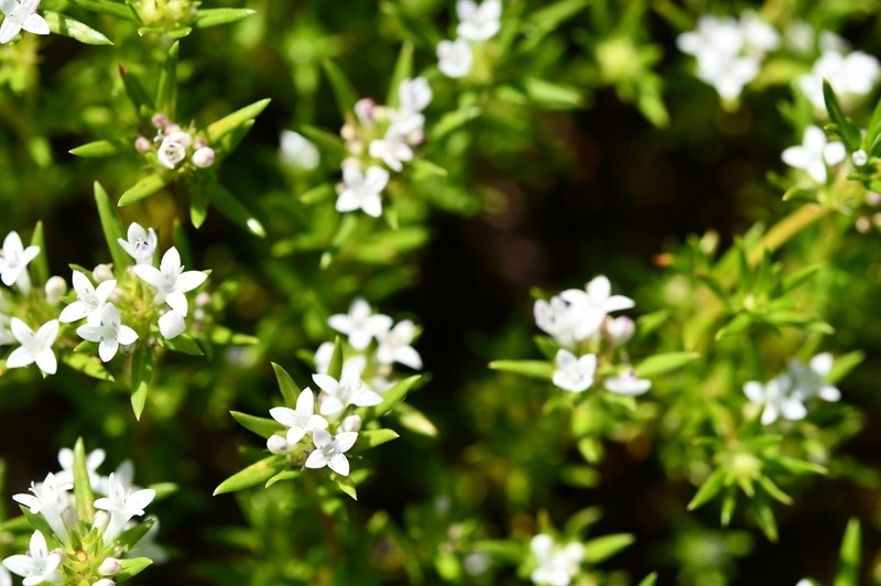 Crusea simplex photo 6