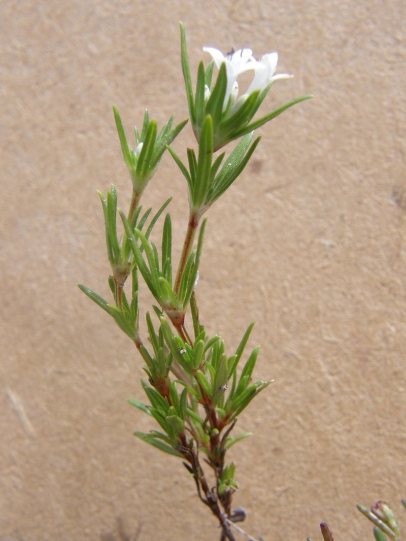 Crusea simplex photo 7
