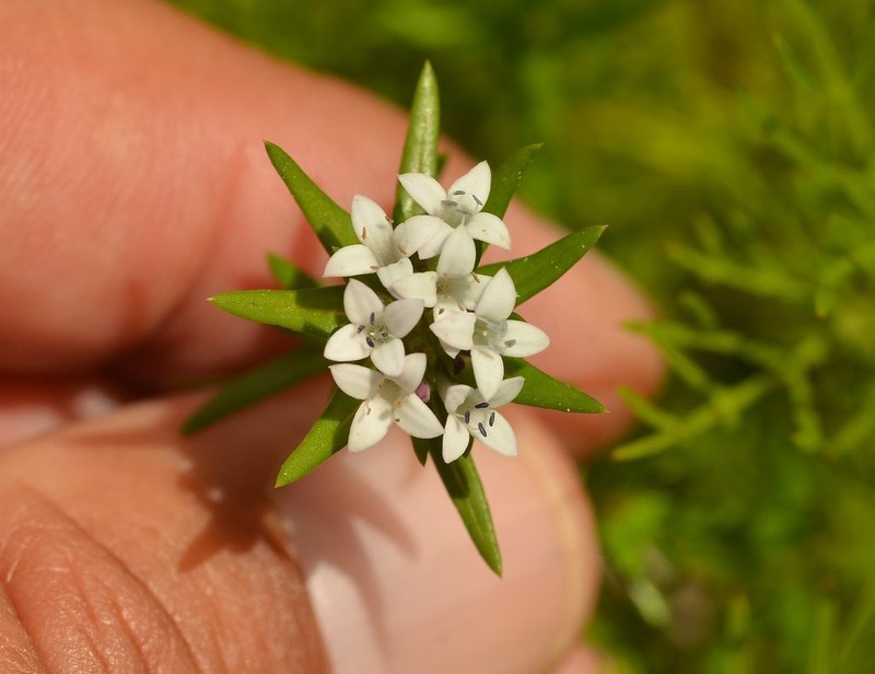 Crusea simplex photo 8