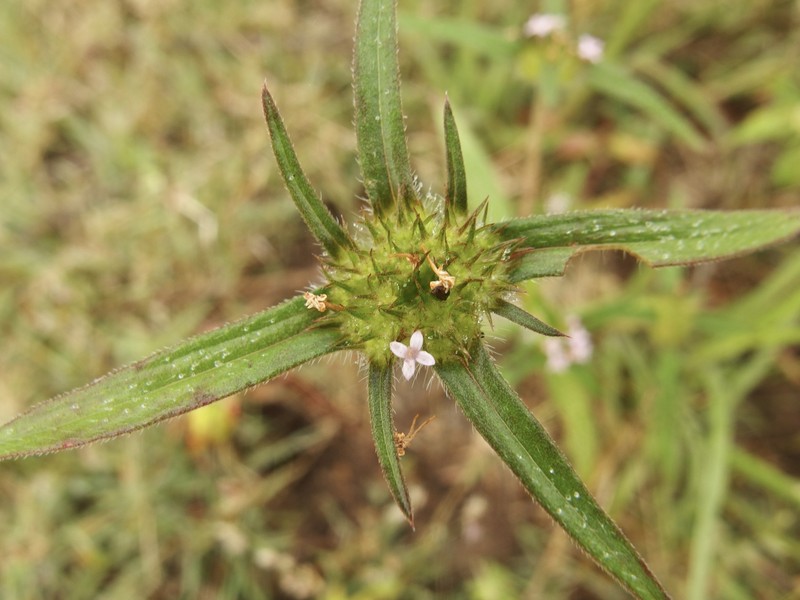 Crusea wrightii var. wrightii