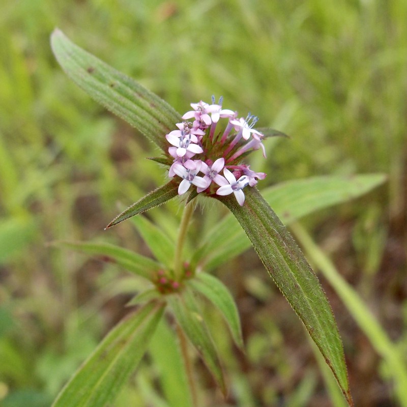 Crusea wrightii var. wrightii photo 2