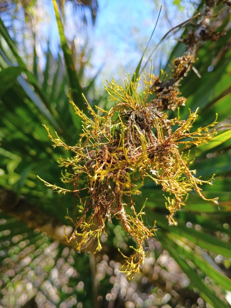 Filiform Cryphaea Moss