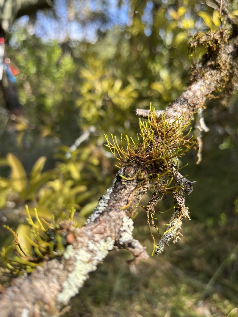 Filiform Cryphaea Moss photo 2