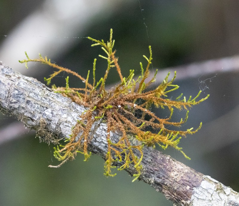 Filiform Cryphaea Moss photo 3