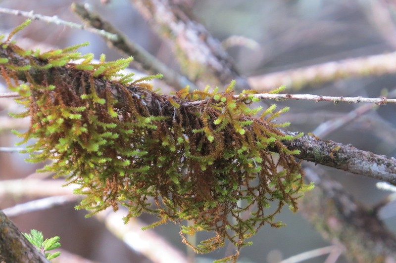 Filiform Cryphaea Moss photo 4