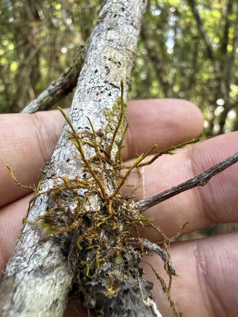 Filiform Cryphaea Moss photo 5
