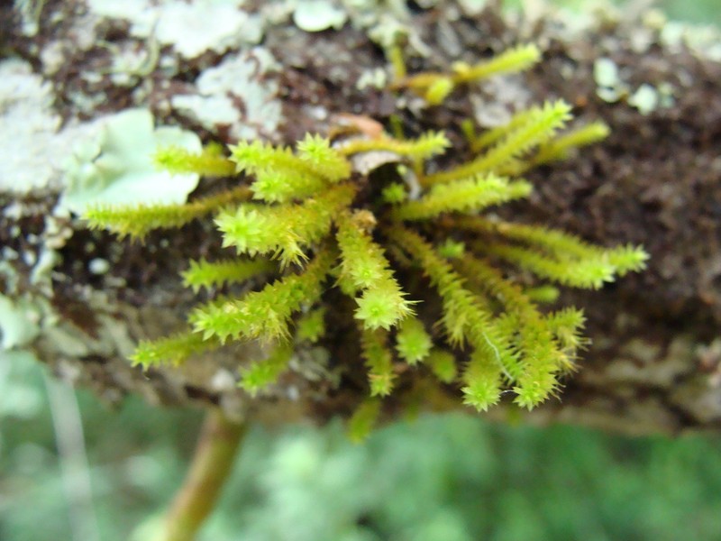 Filiform Cryphaea Moss photo 6