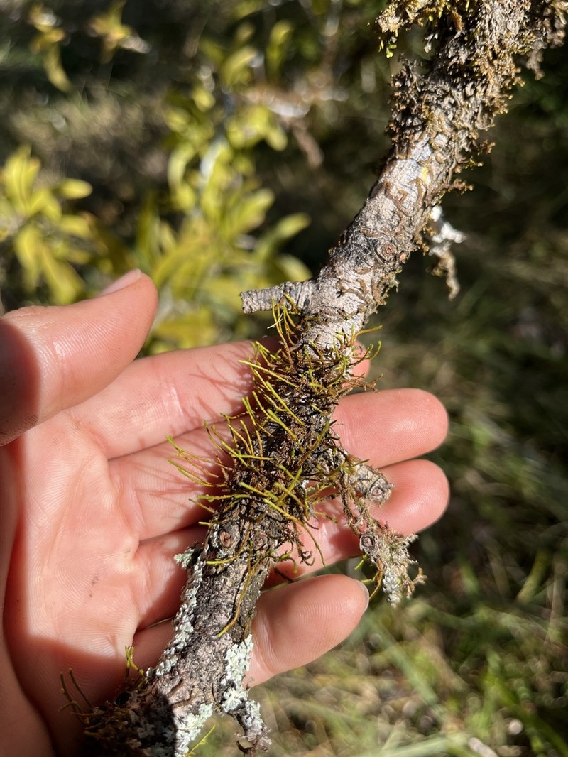 Filiform Cryphaea Moss photo 7