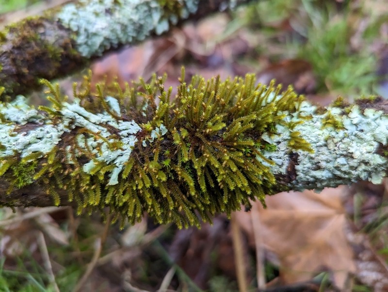 Cryphaea Moss
