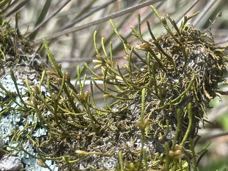 Cryphaea Moss photo 2