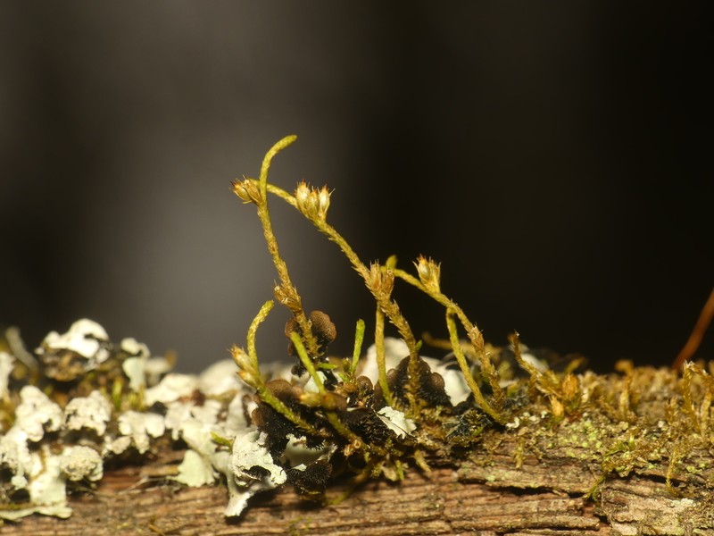 Cryphaea Moss photo 3