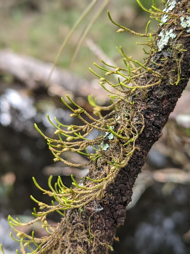 Cryphaea Moss photo 4