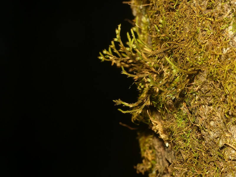Cryphaea Moss photo 5