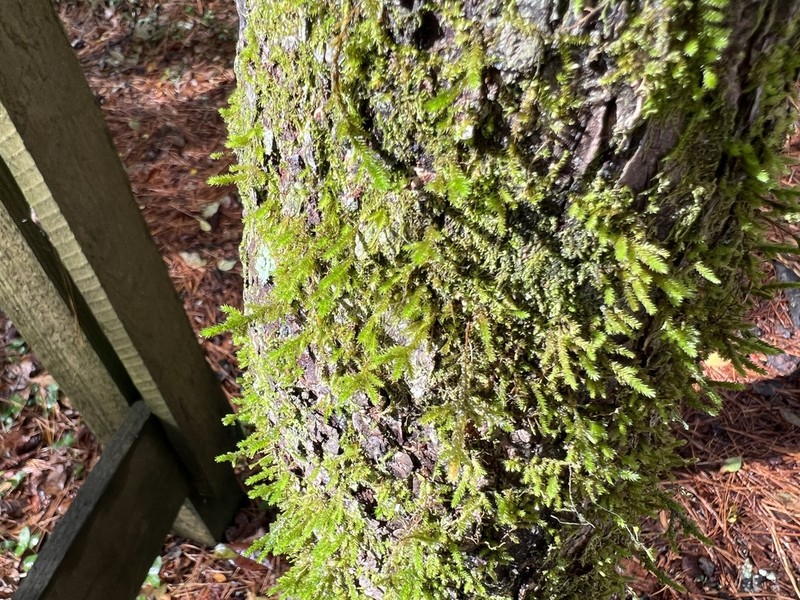 Cryphaea Moss photo 6