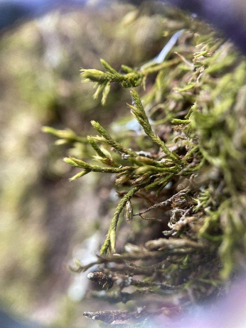 Cryphaea Moss photo 7