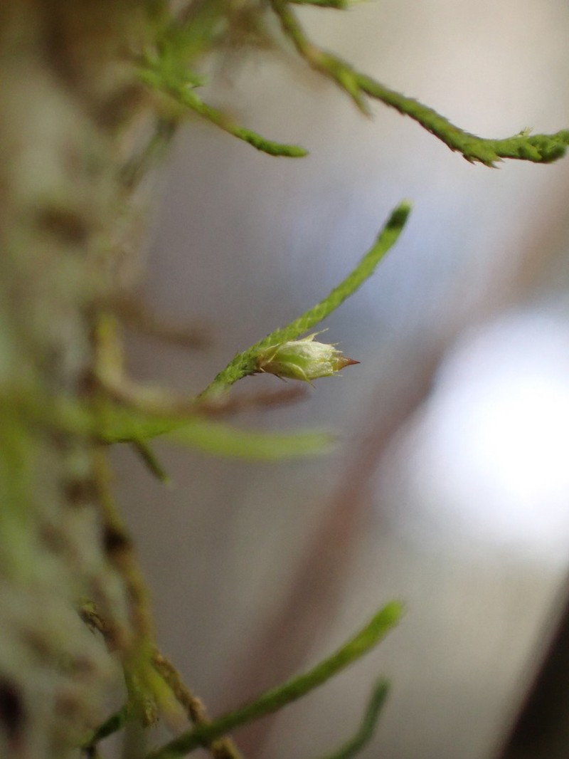 Cryphaea Moss photo 8