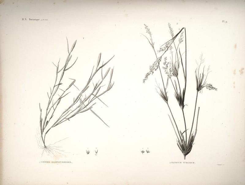 Foxtail Pricklegrass photo 2