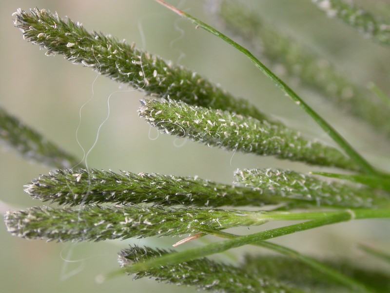 Foxtail Pricklegrass