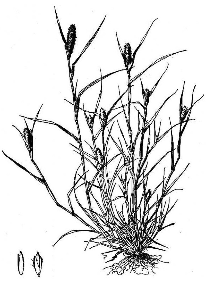 Foxtail Pricklegrass photo 3
