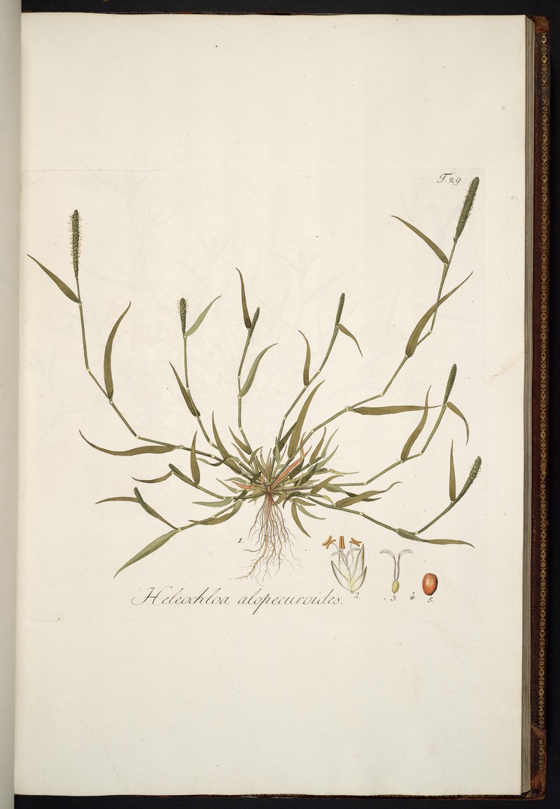 Foxtail Pricklegrass photo 4