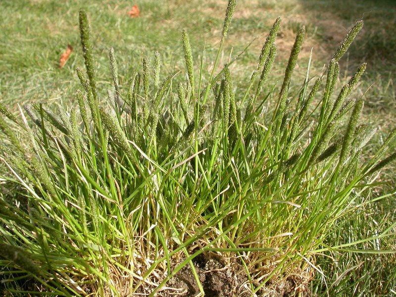 Foxtail Pricklegrass photo 5