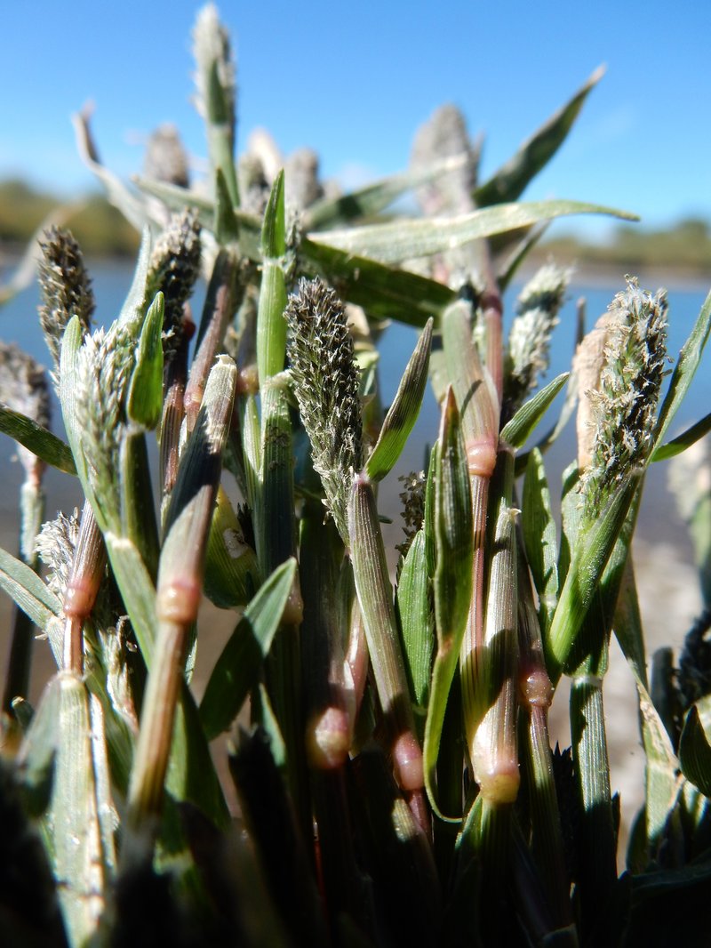 Foxtail Pricklegrass photo 6