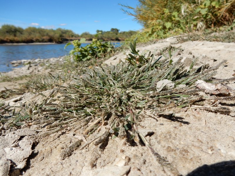 Foxtail Pricklegrass photo 7